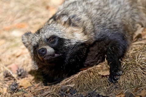 Tanuki