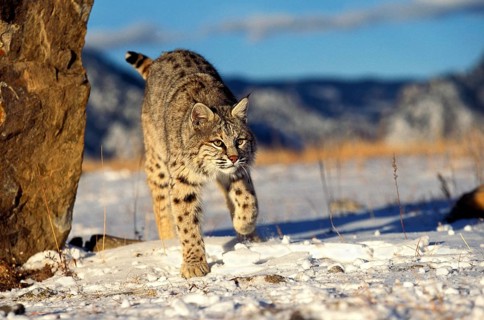 BOBCAT (lynx rufus), ADULT STANDING ON SNOW, CANADA