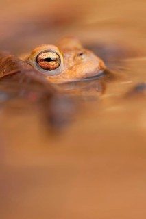 Common toad (Bufo bufo) Rhineland-Palatinate, Germany, Europe