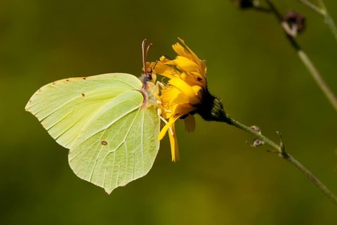 Brimstone (Gonepteryx rhamni) Rhineland-Palatinate, Germany, Europe