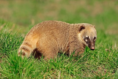 Ring-tailed Coati (Nasua nasua), Southern Coati