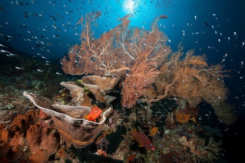 Species-rich coral reef, Raja Ampat, West Papua, Indonesia, Asia