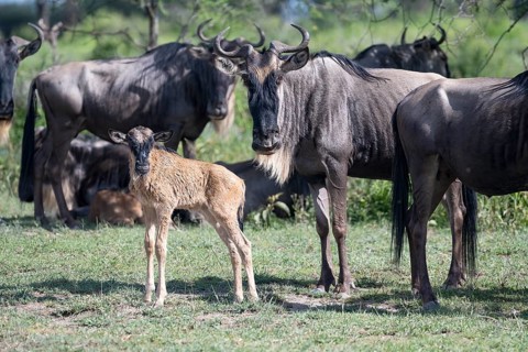 Wildebeest (Connochaetes), calf, newborn, juvenile, young animal, eye contact, Ndutu Conservation