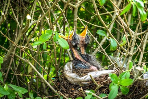 Birds nest with two newly hatched blackbirds screaming for food in the spring