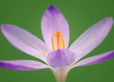 Macro of a purple crocus flower blossom