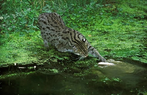 Fishing cat (prionailurus viverrinus), adult in water, fishing