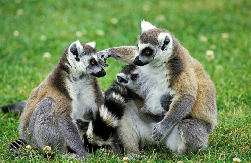 Ring-Tailed Lemur (lemur catta), Adults sitting
