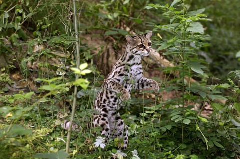 Margay cat, leopardus wiedi, adult on hind legs