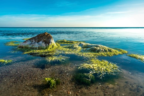 Green algae moving in the clear ocean water of the baltic sea