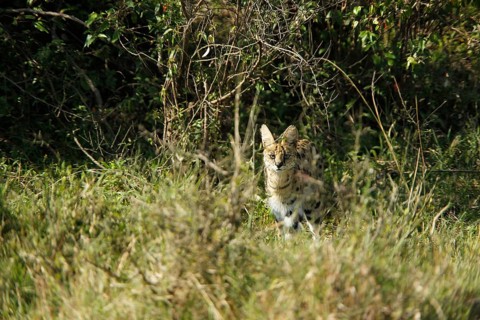 Serval (leptailurus serval), Adult standing in Long Grass, Masai Mara Park in Kenya