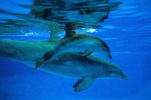Bottlenose Dolphin (tursiops truncatus), Mother and Calf