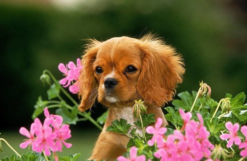 CAVALIER KING CHARLES SPANIEL, PUPPY NEAR GERANIUM FLOWER