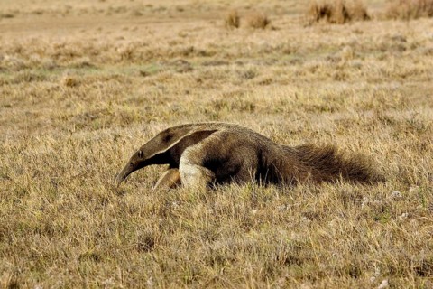 Giant Anteater (myrmecophaga tridactyla), Adult walking through Pampa, Los Lianos in Venezuela
