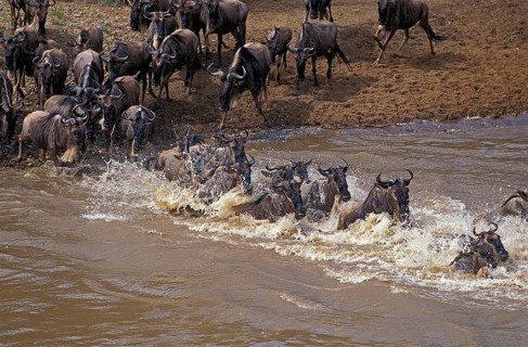 BLUE WILDEBEEST (connochaetes taurinus), HERD CROSSING MARA RIVER DURING MIGRATION, MASAI MARA PARK