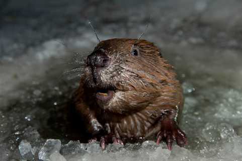 European beaver (Castor fiber), Rosenheim, Bavaria, Germany, Europe