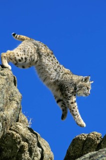 Bobcat (lynx rufus), Adult Leaping from Rocks, Canada, North America