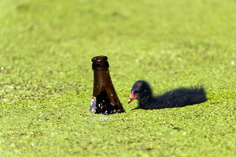 Chick of a pond rail with a beer bottle