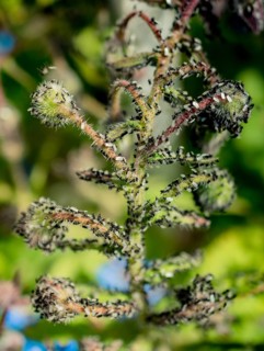 A swarm of flying ants gather on a floral plant