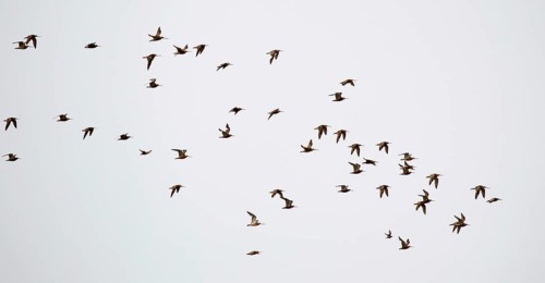 A flock of Bar-tailed Godwits (Limosa lapponica) in flight over the North Frisian island of Juist