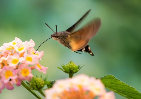 Closeup of a Hummingbird hawk-moth hovering over a lantana flower