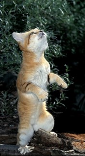 Sand Cat (felis margarita), Adult on Hind Legs