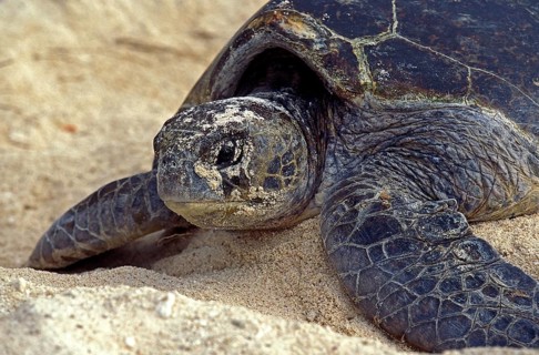 Loggerhead Sea Turtle (caretta caretta), Female putting Sand on its Eggs, after Laying them,