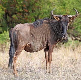 Streifengnu, blue wildebeest (Connochaetes taurinus), S