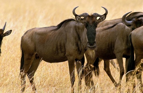 Blue Wildebeest (connochaetes taurinus), Herd during Migration, Masai Mara Park in Kenya