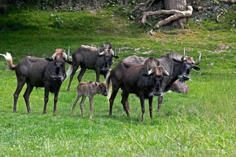 Black Wildebeest (connochaetes gnou), Herd with Female and Calf standing on Grass