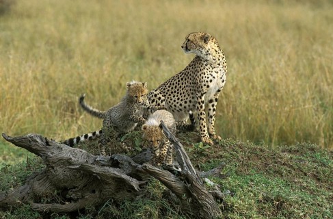 Cheetah (acinonyx jubatus), Female with Cub standing on Termite Hill, Masai Mara Park in Kenya