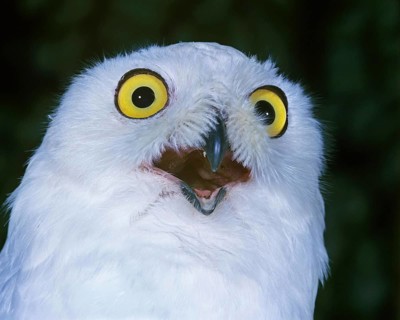 Snowy Owl (nyctea scandiaca), with Open Beak, Calling