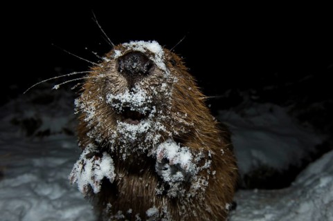 European beaver (Castor fiber), Rosenheim, Bavaria, Germany, Europe