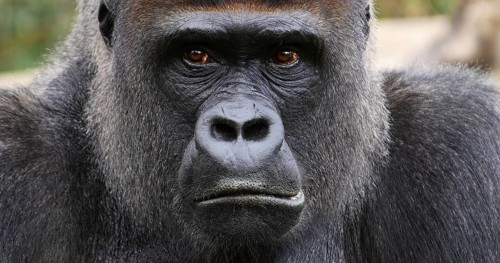 Eastern Lowland Gorilla (gorilla gorilla) graueri, Portrait of Male