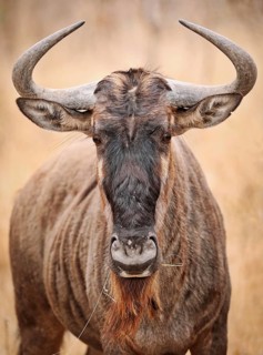 Streifengnu, blue wildebeest (Connochaetes taurinus), S
