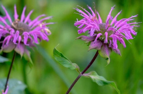 Golden balm, also called bee balm hybrid (Monarda didyma), i