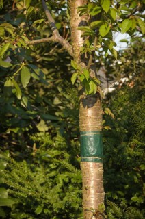 Sticky glue band tied around the trunk of a tree to prevent crawling insects, particularly ants