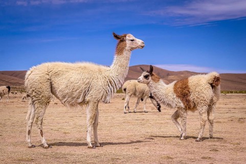 Flock of alpacas in Altiplano. Lamas and alpacas are very popular in Bolivia and Peru for their