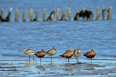 Bar-tailed Godwits in the Wadden Sea on Sylt