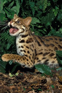 Leopard Cat (prionailurus bengalensis), Adult Snarling