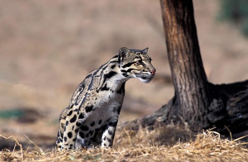 CLOUDED LEOPARD (neofelis nebulosa), AUDLT SITTING ON DRY GRASS