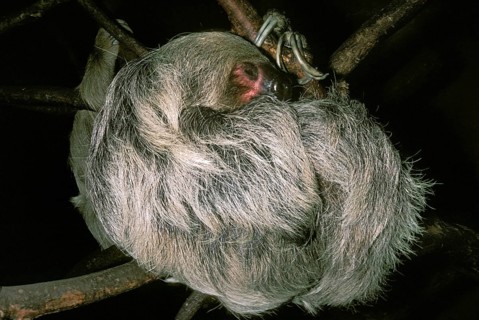 Three Toed Sloth (bradypus tridactylus), Adult sleeping, Hanging from Branch