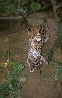 Margay (leopardus wiedii), FEMALE CAT WITH DICE IN THE MOUTH
