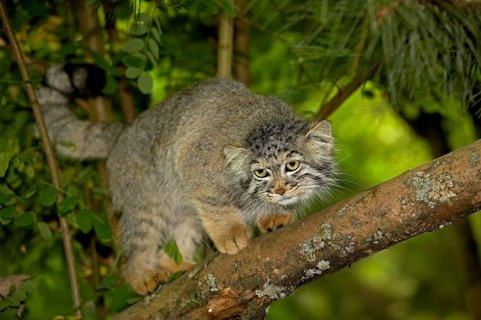 Pallas's cat (otocolobus manul) or Pallas' cat, adult on branch