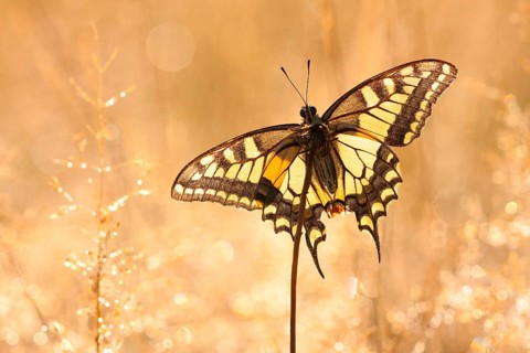 Swallowtail (Papilio machaon) North Rhine-Westphalia, Germany, Europe