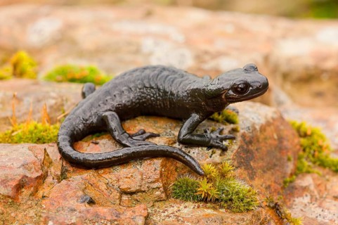 Alpine Salamander (Salamandra atra) Germany