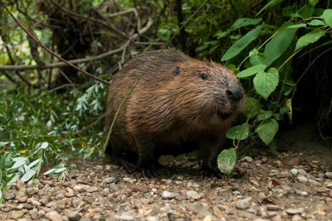 European beaver (Castor fiber), Rosenheim, Bavaria, Germany, Europe