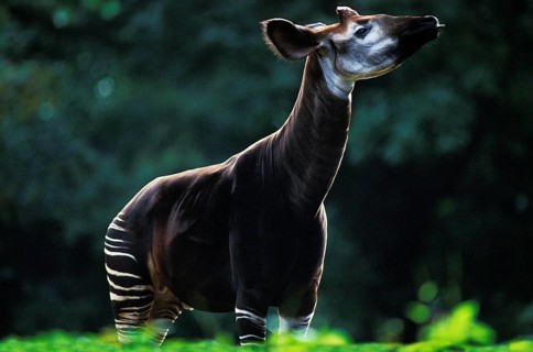 Okapi (okapia johnstoni), Adult