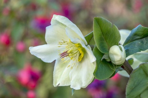 Christmas Rose or hellebore (Helleborus)