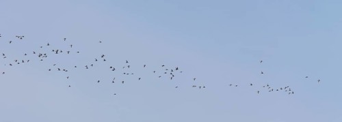 Bar-tailed godwits (Limosa lapponica) in flight over the Wadden Sea off Juist, East Frisian island,