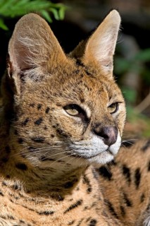 Serval (leptailurus serval), Portrait of Adult